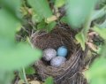 20230608 three eggs.jpg