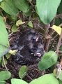 Brown-Headed Cowbird,jpg.JPG