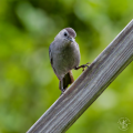 Y1D_1444-catbird.png