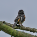 Y1D_1337-eatern_towhee.png