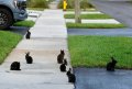230719-florida-bunny-boom-se-203p-f46fa2.jpg