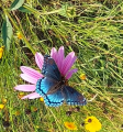 butterfly.png