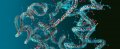 AminoAcidSequenceFoldingIntoProtein-600x243.jpg