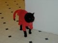 kitty.jpg