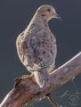 IMG_2440.jpeg