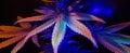cannabis_psychosis_genes_600.jpg