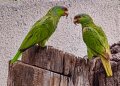 EXPORT-[Parrots-Edit-Edit-Edit].jpg