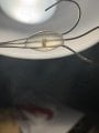 IMG_1018.jpeg