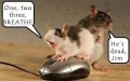 Mouse.jpg