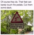 SlowSquirrels.jpg