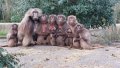 Family picture apes blijdorp.jpg