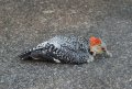 dead_woodpecker_2.jpg