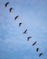 BD-SHCR-FLIGHT-MIGRATION-SPRING-EXP=Y1D00620.jpg