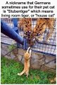 housecat.jpeg