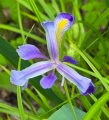 flower1.jpg