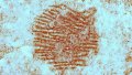 060425_JB_fingerprint_main.jpg