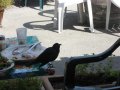 IMG_0275.jpg