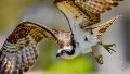 EXPORT-[osprey-Edit].jpg