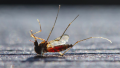 mosquito-repellent-nitisinone.png