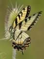 IT-BY-Swallow_Tail-EXP=YR3_2513.jpeg