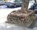 square roots.jpeg