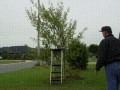 arbolito_gif.gif