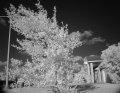 arbol infrarojo.jpg