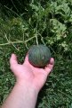 average watermelon.jpg