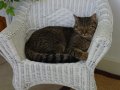 big Jack napping.jpg