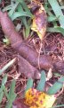 wolf spider.jpg