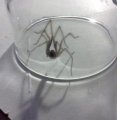 spid.jpg