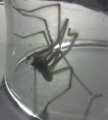 spid2.jpg