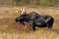 Moose.jpg