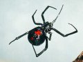 blackwidow.jpg