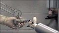 Monkey_using_a_robotic_arm.jpg