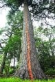 tree.jpg