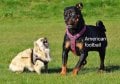 two dogs.jpg