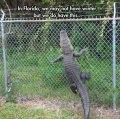 6feetofalligator.jpg