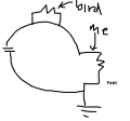 birdwire.png