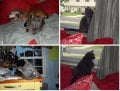 four kitties.jpg