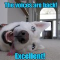 Voices.jpg