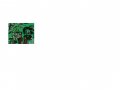 Circuit Board.jpg