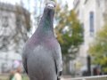 pigeon.jpg