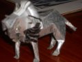 lion1.jpg