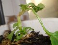 DSC02939.jpg