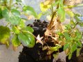 DSC03374.jpg