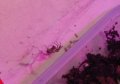 steatoda.jpg