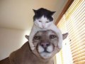 Cat on Cougars Head.jpg