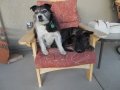 Two Pups.jpg