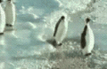 pinguino amigo.gif pinguino amigo.gif